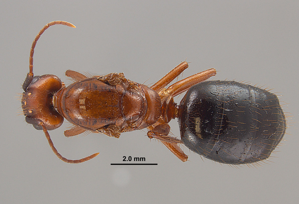Camponotus floridanus, dorsal view of a queen Camponotus floridanus, dorsal view of a queen